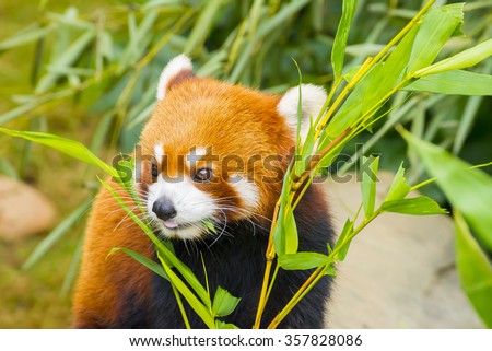 Picture of a cute red panda eating bamboo leaf