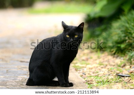 Thai Black Cat sitting