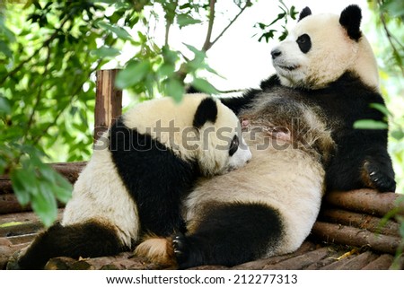Giant panda bear cub and Mother Breastfeeding Chengdu, China