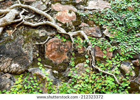Tree root and creeping fig on the rock