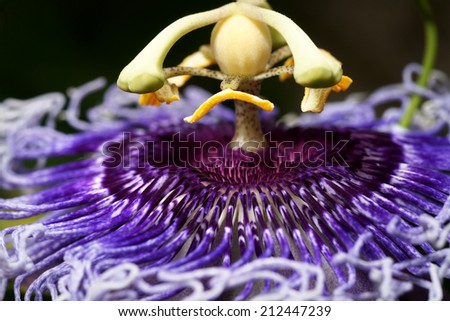 Purple passion flower, (Passiflora laurifolia Linn.) beauty flower in Thailand