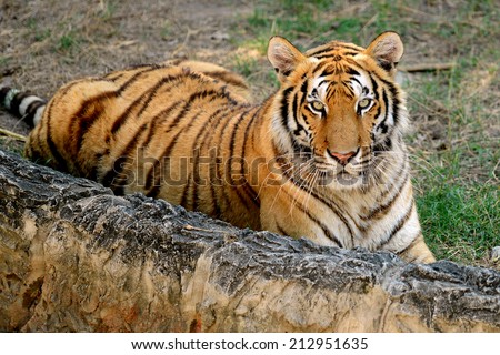 Bengal Tiger face direct to camera