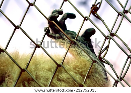 Monkey in cage look like want to help