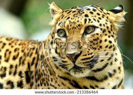 Leopard face looking to something