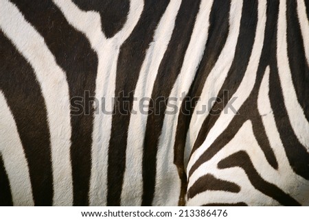 Zebra Print strip pattern black and white