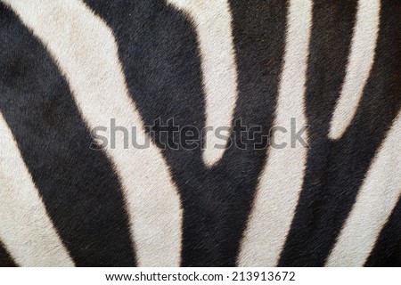Zebra Skin Textured Pattern Background