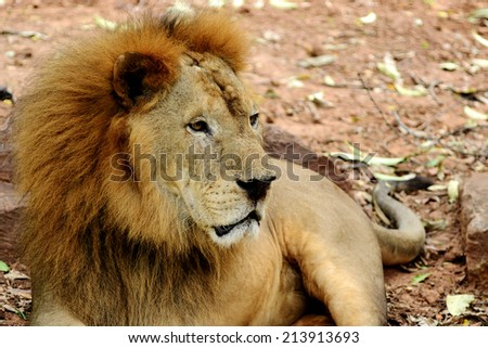Male Lion head Looking to Something
