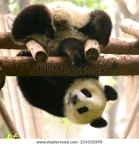 Cub of Giant Panda bear playing on wood like Kung Fu panda Action