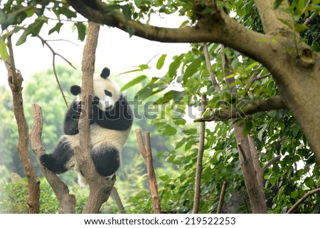 Cub of Giant panda bear sleeping on tree Chengdu, China