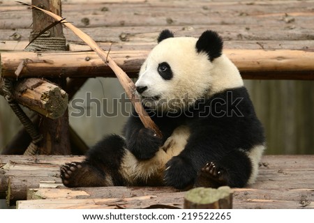 Cub of Giant panda bear Chengdu, China