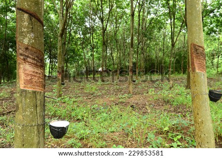 Tapped rubber tree forest and cup