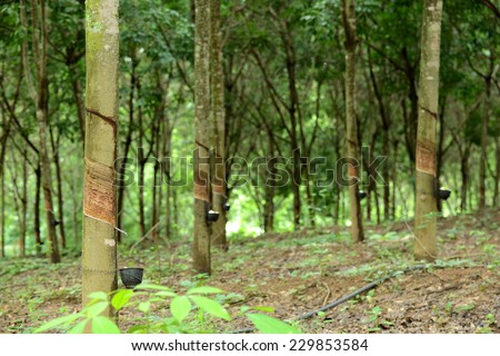 Tapped rubber tree and cup forest