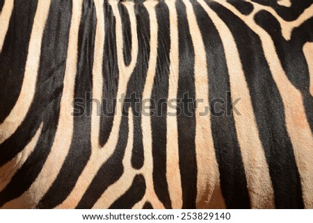 Zebra Print strip pattern black and white