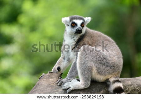 Ring-tailed lemur on wood in forest