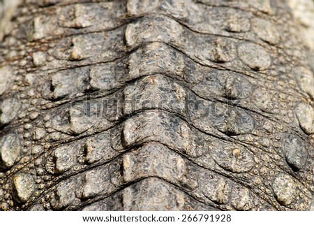 Australian Crocodile skin textured background