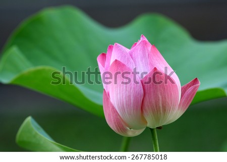 Thai Purple lotus flower and leaf