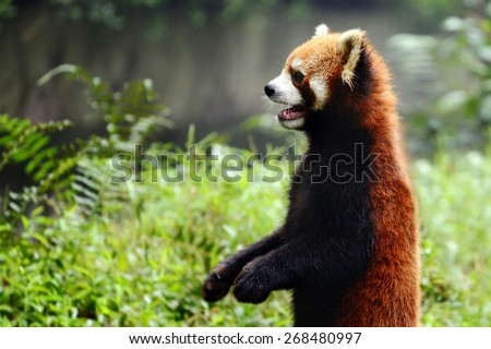 Red panda bear only few standing cute action