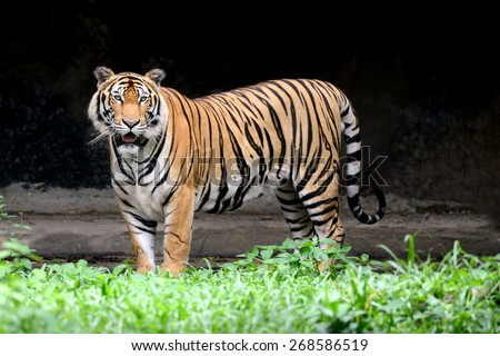 Asia Tiger full length of body show striped skin