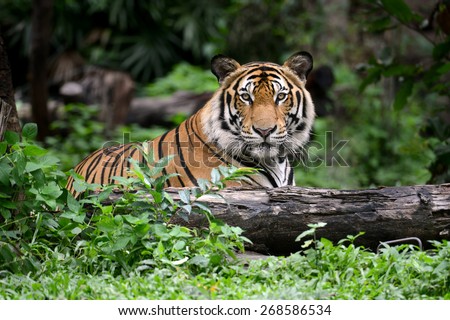 Bengal Tiger head looking direct to camera