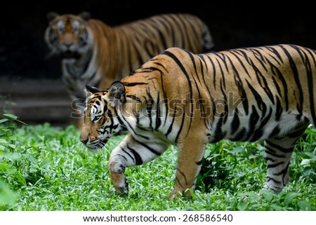 Two Bengal Tiger full length of body show striped skin