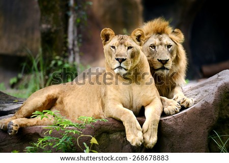 Two Lion in forest and face looking to camera