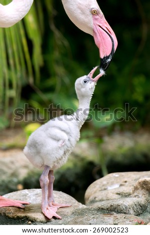 Flamingo head will feed cute baby with gray feathers