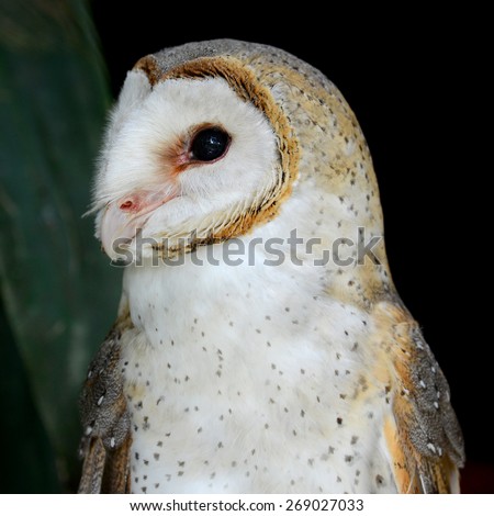 Barn Owl eyes face close-up (Spotted Wood Owl Group)