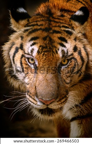 Fierce Bengal tiger head and eye looking to camera