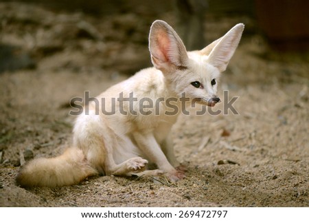 White Fennec fox or Desert fox with big ear
