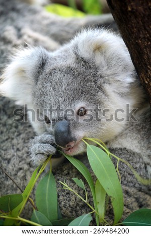 Australia Cute Baby Koala Bear eating Eucalyptus leaf on tree