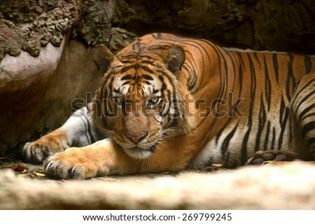 Fierce Bengal tiger head and eye looking to camera