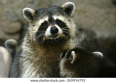 Cute Raccoon baby and mom