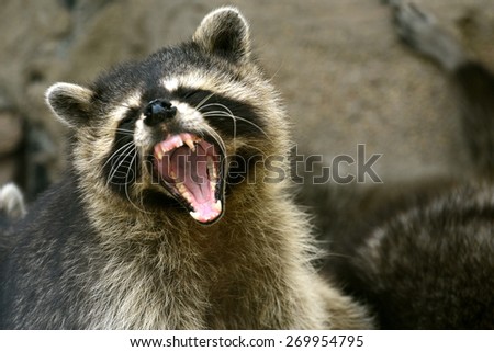 Face of Cute Raccoon open mouth