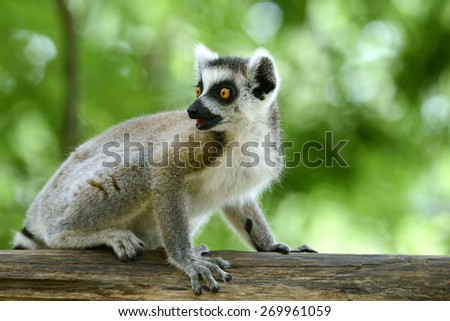 Ring-tailed baby lemur on wood in forest