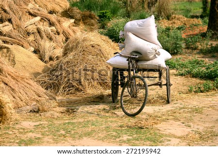 Heap of grain wheat grain harvest from field India