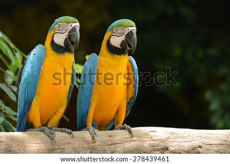 Couple of Parrot Yellow and blue feather