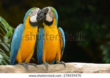Couple of Parrot Yellow and blue feather kiss