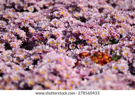 Group of purple Chrysanthemum Flower (Daisy Family) in Farm