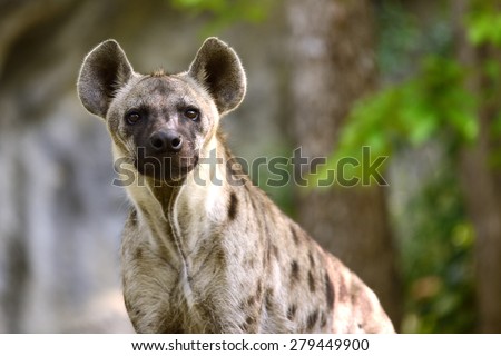 Spotted Hyena close-up to face and eye