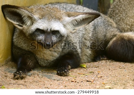 Fennec fox or Desert fox with big ear
