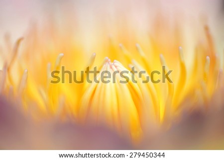 Macro of white lotus flower full frame