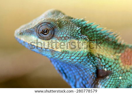 Blue lizards head Side View Close-up Skin and Eye