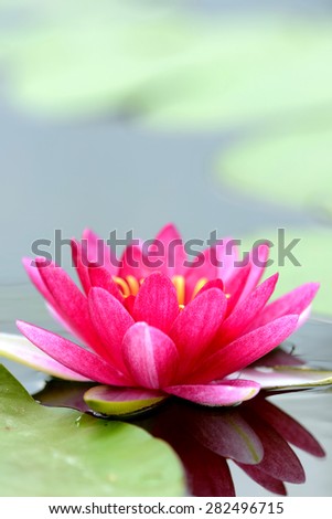 Pink Lotus flower and leaf in the pond
