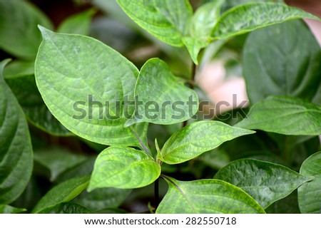 Barleria Strigosa Willd leaf (Acanthaceae) herb for cough and cold