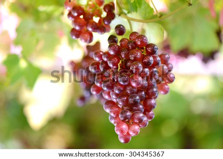 Red grape fruits in vineyards