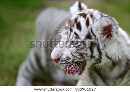 Cub of White Tiger on field focus to head and eye