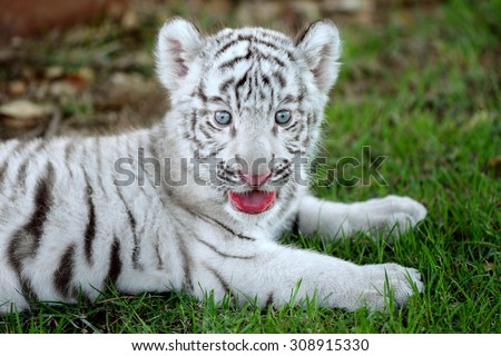 Newborn white tiger cub lying down on field and open mouth like smile