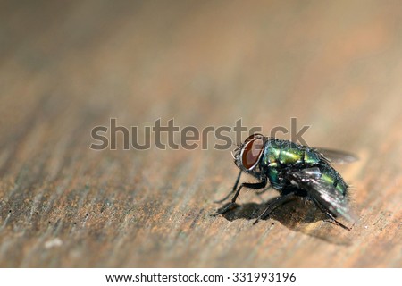 Green fly macro one type of pest bug