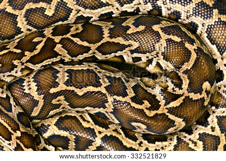 Pattern Boa Snake skin abstract textured