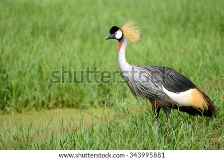 Beauty Crowned Crane in Africa field near pond
